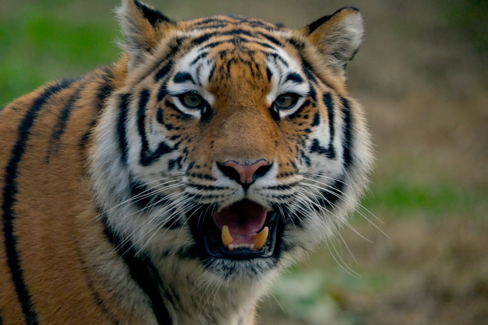 tigre-8124.jpg