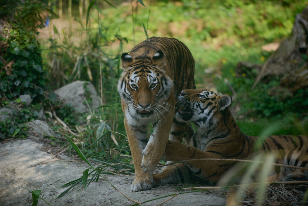 tigre-amur-290721-2.jpg