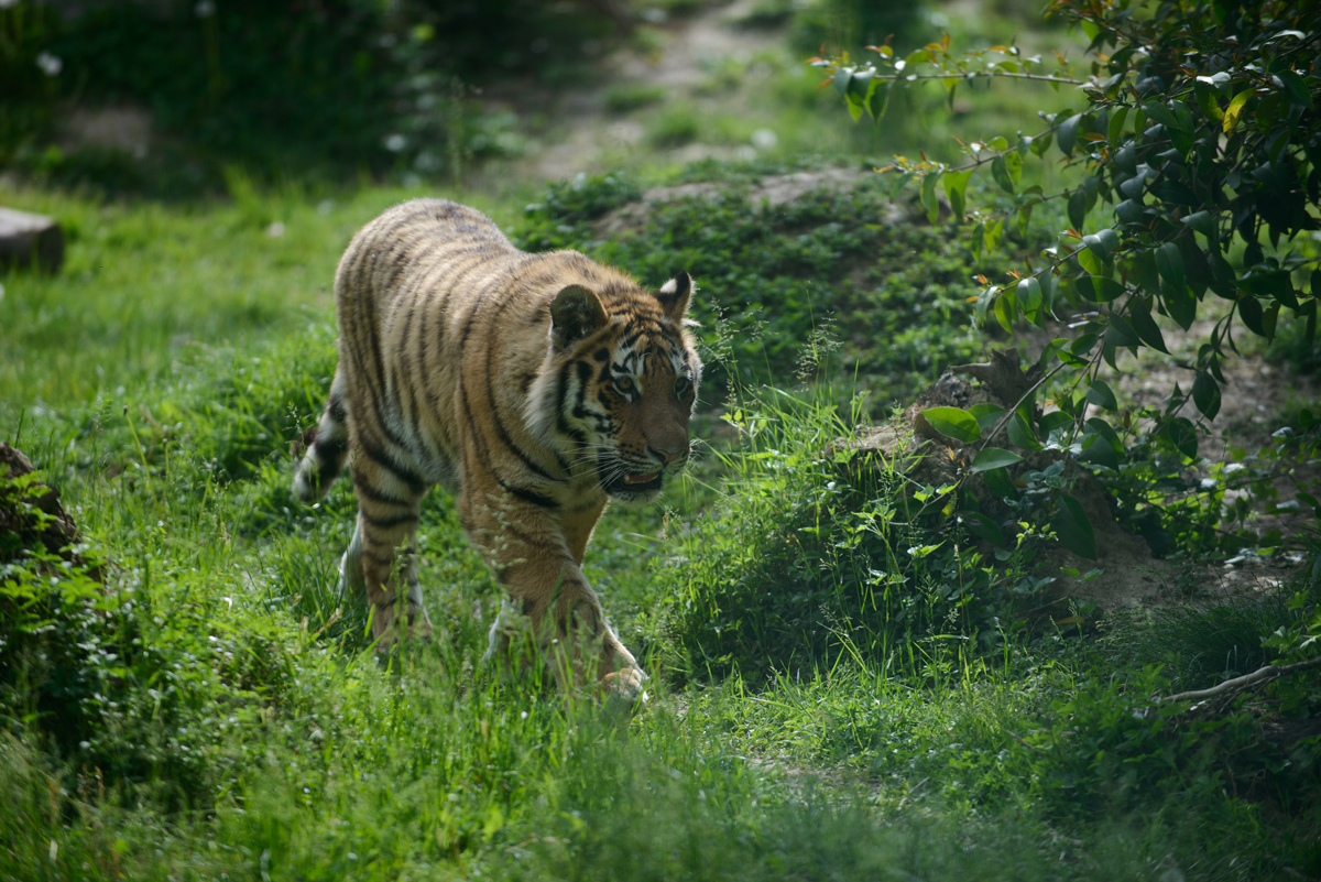 tigre-amur-290721-4.jpg