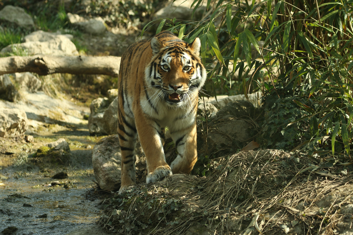 tigre-amur-290721-6.jpg