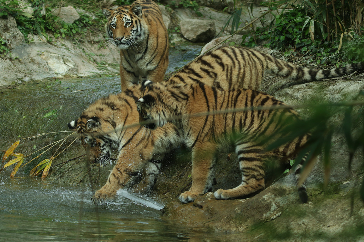 tigre-amur-290721-7.jpg