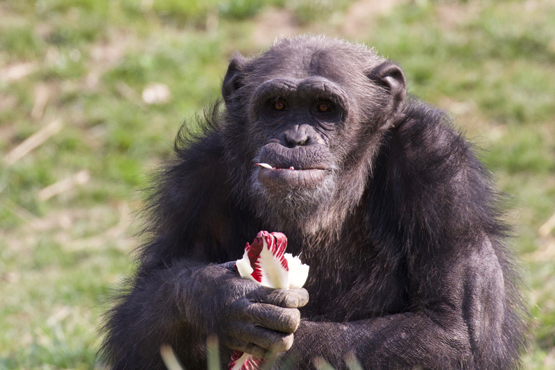 tommy-chimpanzee-day.jpg