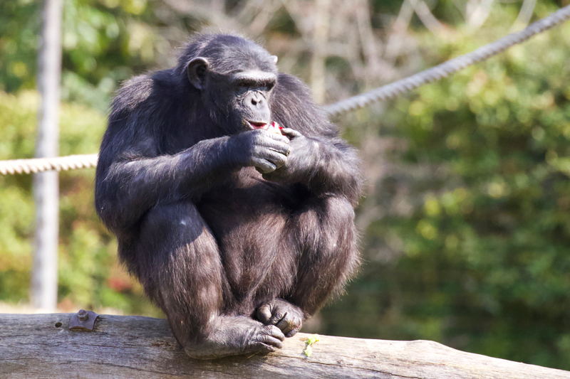 valentina-chimpanzee-day.jpg