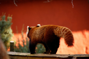 Panda rosso
