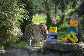 Il compleanno di Amka la tigre