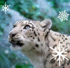 Passeggiata invernale per il leopardo delle nevi