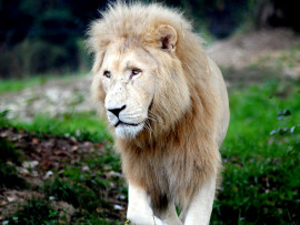 Ci ha lasciato Blanco, il leone candido più vecchio d'Europa
