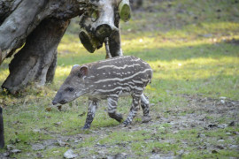 Alba, la tapirina d'autunno