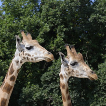 Amos e Themba, i due maschi di giraffa