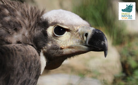 Avvoltoio reale indiano