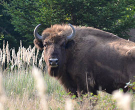 Il bisonte Ulisse, 40 miliardi di passi