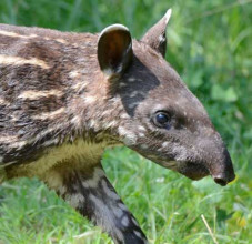 Ester, la tapira a strisce