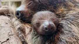 La nascita in diretta del piccolo bradipo