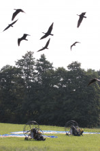 4a e 5a tappa - IV migrazione ibis eremita