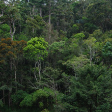 2002 Rainforest