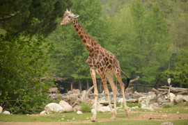 21 giugno, giornata internazionale della giraffa