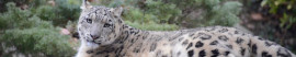 Leopardi delle nevi a rischio estinzione: nuova spedizione in Mongolia