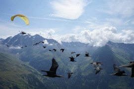 Conclusa la 14^ migrazione guidata degli ibis eremita