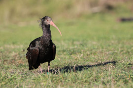 Il primo albergo per gli ibis eremita