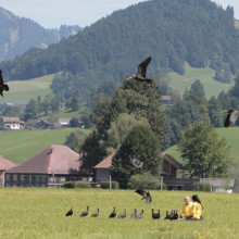 IV migrazione guidata dall'uomo per gli ibis eremita