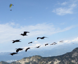 Ibis eremita: V migrazione guidata dall'uomo
