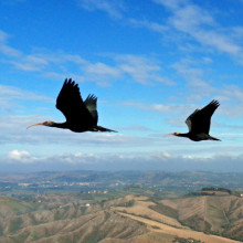 La terza migrazione degli ibis eremita