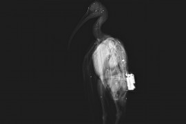 Secondo ibis eremita impallinato durante la migrazione autunnale