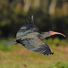 Northern Bald Ibis Project