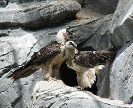 San Valentino in cova per gli avvoltoi gipeti