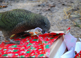 Il kea alle prese con pacchi natalizi