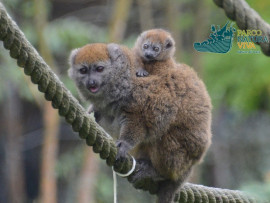 Lemure del Bambù