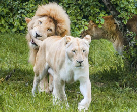 Sotto minaccia gli ultimi 13 leoni bianchi del Timbavati