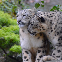 La nuova coppia di Leopardi delle Nevi