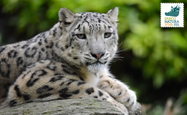 Giornata Internazionale del Leopardo delle Nevi