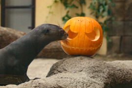 Lontre giganti e draghi di Komodo festeggiano Halloween 