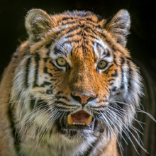 La tigre siberiana