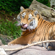 Luva, la tigre dell'Amur