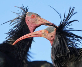 Migrazione autunnale ibis eremita