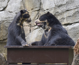 Luis e Bahia, unici orsi andini d'Italia