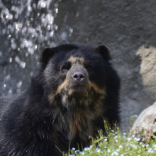 Spectacled Bear Project