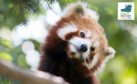 La conservazione del panda rosso non si ferma