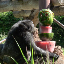 Ghiaccioli giganti ripieni per gli scimpanzé
