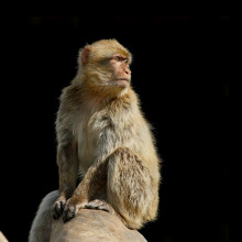 Barbary Macaque Project