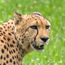 Cheetah Project