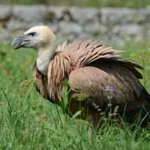 Griffon Vulture Project