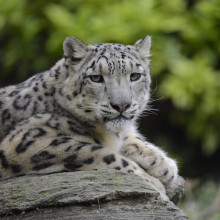 Progetto Leopardo delle Nevi
