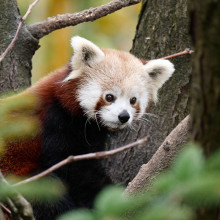 Progetto Panda Rosso Parco Natura Viva