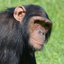 Chimpanzee Project