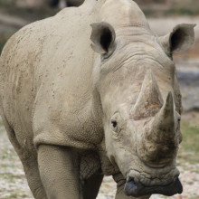 Cena di raccolta fondi per il Rinoceronte