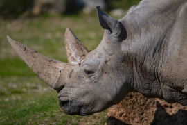 Rinoceronti e bracconaggio: gli effetti del Covid-19